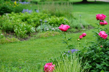 Wet fragrant pale pink peony flower after the rain