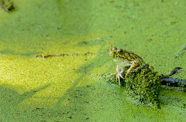 Frog