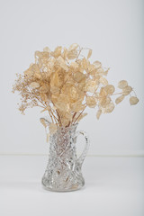 Silver Dollar Plant in vase