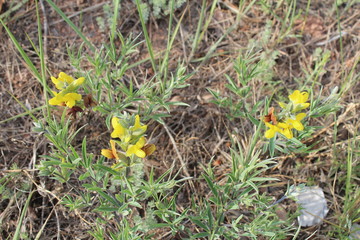 Yellow Flowers in Spring on the Tibetan Plateau 
