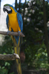 Macaw portrait