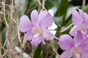 Orchid flower violet