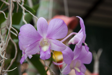 Orchid flower violet