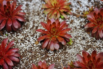 Green and red rosettes of sempervivum succulent plant