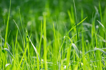 close up of the grass