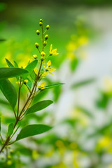 Close up of the yellow flower bud
