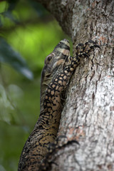 Closeup of monitor lizard claw