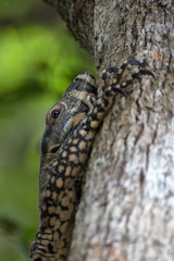 Closeup of monitor lizard eye while climbing tree