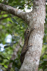 Lace Monitor lizard on tree near Kuranda