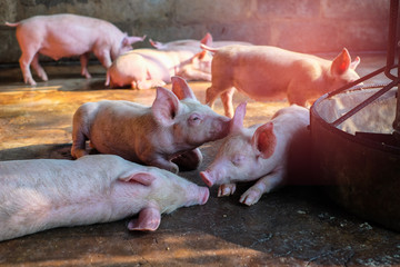 Small piglet sleep in the farm. Pig indoor on a farm yard in Thailand. swine in the stall. Close up eyes and blur.