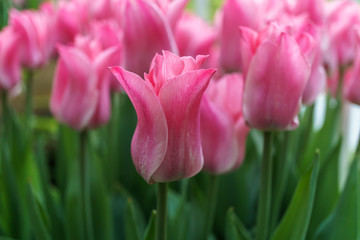 Obraz na płótnie Canvas Multicolored tulips outside in parks and farms