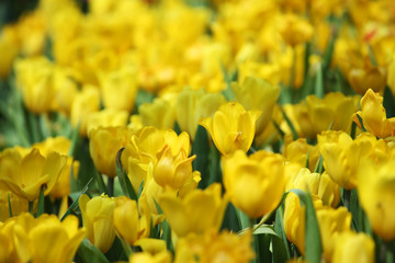 yellow tulips flowers background.