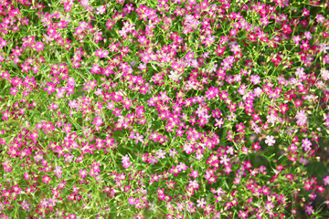 Abstract of colorful flowers background