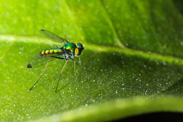 Dolichopodidae on green leaf