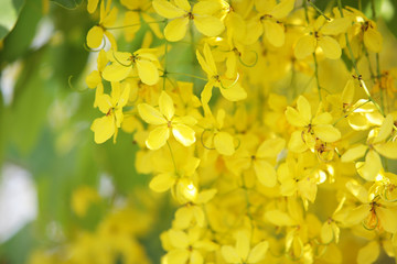 close up of golden shower tree flower