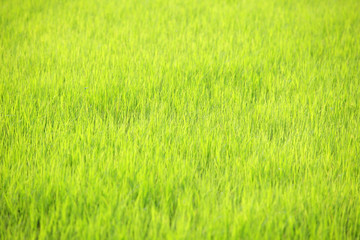 field of green paddy leaf