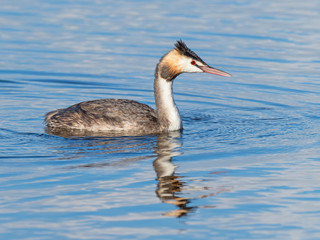 Great Crested Grebe