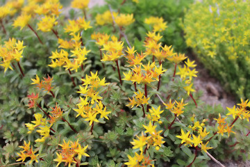 Saxifraga, rockfolis, blossoms.