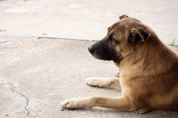 Dog sleep on ground