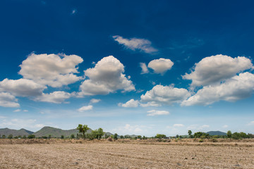 Fototapeta na wymiar tree in the field and blue sky background