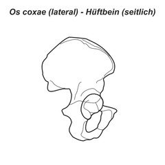 Pelvis Hüftbein Os coxae Hüfte lateral seitlich Anatomie Grafik Zeichnung Übersicht latein deutsch Übung gemalt
