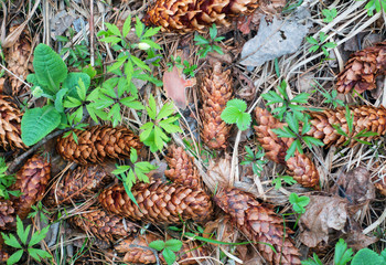 Nature background, cones and plants. Spruce cones on the ground.