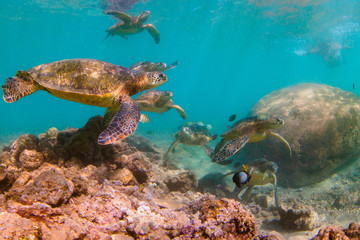 Naklejka na ściany i meble Endangered Hawaiian Green Sea Turtle swimming in the warm waters of the Pacific Ocean in Hawaii