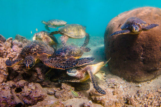 Endangered Hawaiian Green Sea Turtle swimming in the warm waters of the Pacific Ocean in Hawaii