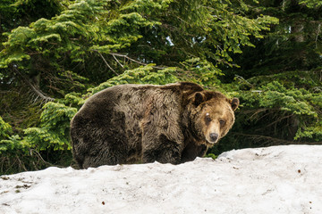 Fototapeta premium North American Grizzly Bear in snow in Western Canada
