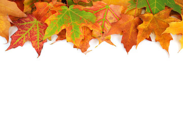 Fototapeta na wymiar colorful autumn maple leaves frame isolated on white background
