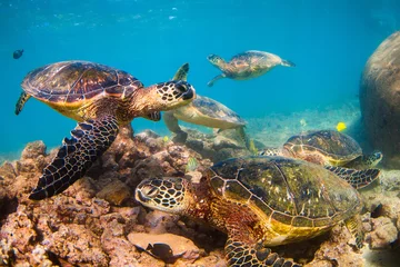 Papier Peint photo autocollant Tortue Tortue verte hawaïenne en voie de disparition nageant dans les eaux chaudes de l& 39 océan Pacifique à Hawaï