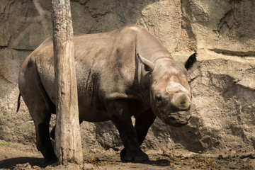Fototapeta premium Rhino