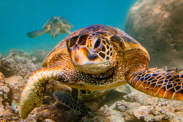 Fototapeta premium Endangered Hawaiian Green Sea Turtle swimming in the warm waters of the Pacific Ocean in Hawaii