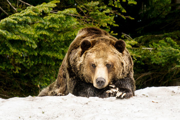North American Grizzly Bear in snow in Western Canada