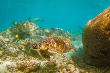 Fototapeta na wymiar Hawaiian Green Sea Turtle swimming in the warm waters of the Pacific Ocean in Hawaii