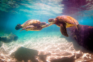 Tortue verte hawaïenne nageant dans les eaux chaudes de l& 39 océan Pacifique à Hawaï