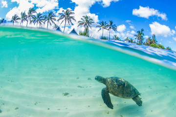 Tortue verte hawaïenne nageant dans les eaux chaudes de l& 39 océan Pacifique à Hawaï