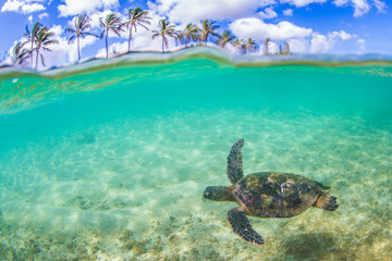 Naklejka na ściany i meble Hawaiian Green Sea Turtle swimming in the warm waters of the Pacific Ocean in Hawaii