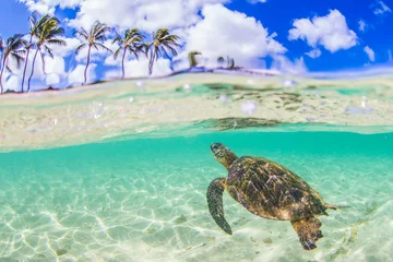 Photo sur Aluminium Tortue Tortue verte hawaïenne nageant dans les eaux chaudes de l& 39 océan Pacifique à Hawaï