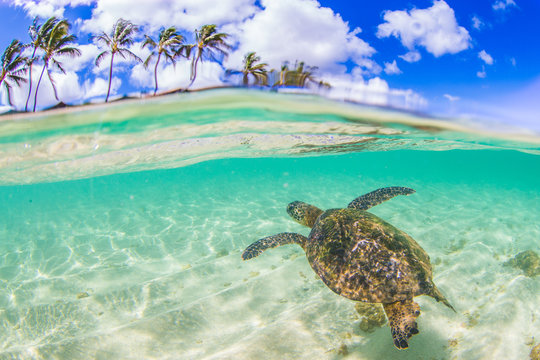 Hawaiian Green Sea Turtle swimming in the warm waters of the Pacific Ocean in Hawaii © shanemyersphoto