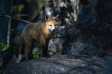 Young fox highlighted in dappled sun