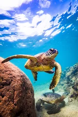 Tuinposter Hawaiiaanse groene zeeschildpad die zwemt in de warme wateren van de Stille Oceaan op Hawaï © shanemyersphoto