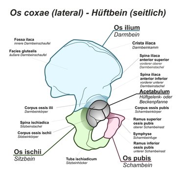 Pelvis Hüftbein Os coxae Hüfte lateral seitlich Anatomie Grafik Zeichnung Übersicht latein deutsch Übung gemalt