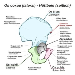 Pelvis Hüftbein Os coxae Hüfte lateral seitlich Anatomie Grafik Zeichnung Übersicht latein deutsch - obrazy, fototapety, plakaty