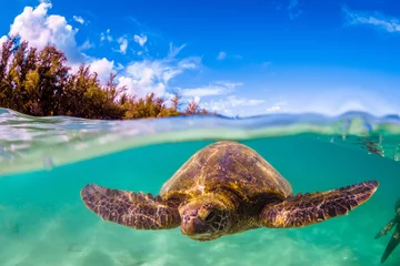 Papier Peint photo autocollant Tortue Hawaiian Green Sea Turtle swimming in the warm waters of the Pacific Ocean in Hawaii