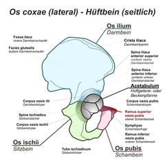 Pelvis Hüftbein Os coxae Hüfte lateral seitlich Anatomie Grafik Zeichnung Übersicht latein deutsch