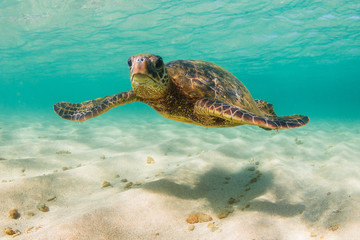 Naklejka premium Hawaiian Green Sea Turtle swimming in the Pacific Ocean of Hawaii
