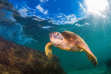 Photo sur Plexiglas Tortue Tortue verte hawaïenne nageant dans l& 39 océan Pacifique d& 39 Hawaï