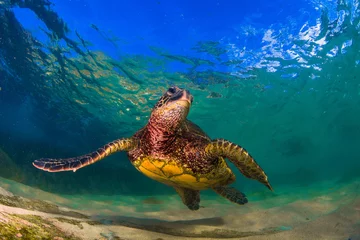 Photo sur Plexiglas Tortue Hawaiian Green Sea Turtle swimming in the Pacific Ocean of Hawaii