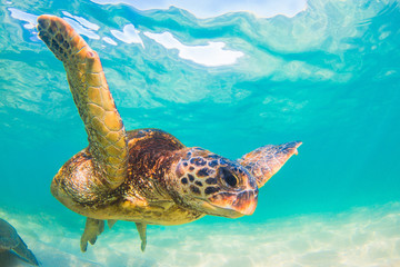 Obraz na płótnie Canvas Hawaiian Green Sea Turtle swimming in the Pacific Ocean of Hawaii
